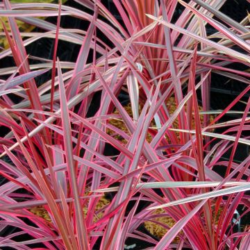 Cordyline australis Southern Splendour - Cabbage Tree