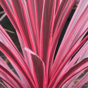 Cordyline australis Sunrise - Cabbage Tree