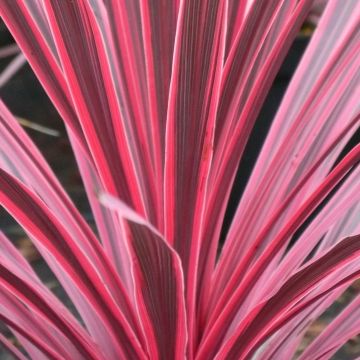 Cordyline australis Sunrise - Cordyline australe