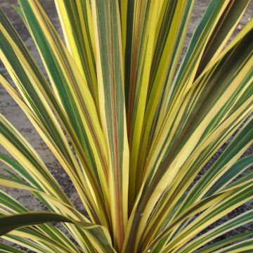 Cordyline australis Torbay Dazzler