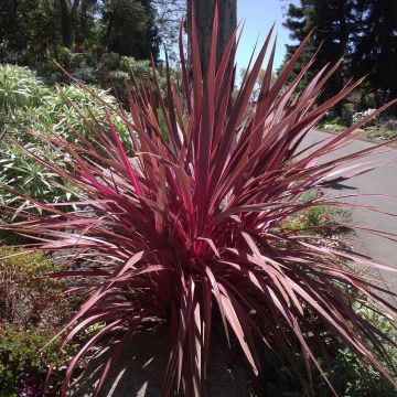 Cordyline banksii Electric Pink - Cabbage Tree