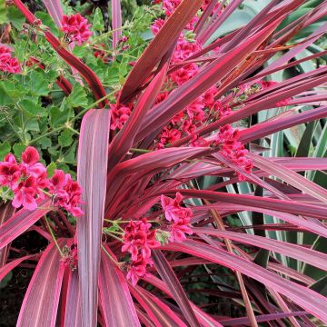 Cordyline banksii Electric Pink - Cabbage Tree