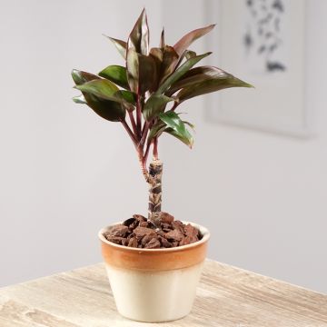 Cordyline fructicosa Purple Compacta - Ti plant