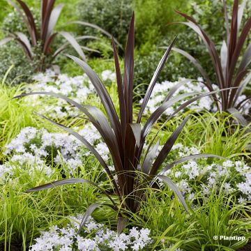 Cordyline obtecta Superstar - Cabbage Tree