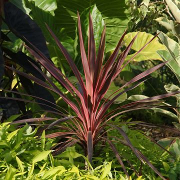 Cordyline Paso Doble - Cabbage Tree