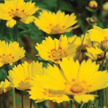 Coreopsis Be Bop Seeds