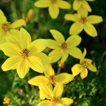 Coreopsis Citrine - Coréopsis