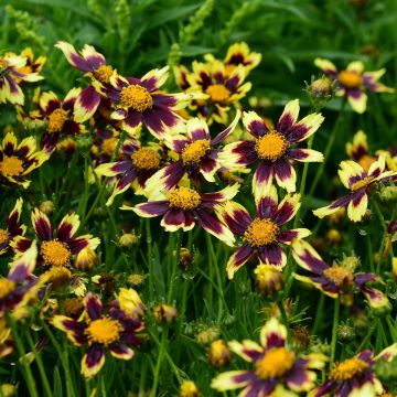 Coreopsis Cosmic Eye - Coréopsis bordeaux et jaune d'or