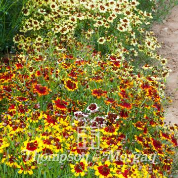 Graines de Coréopsis hybrides Incredible Dwarf Mix - Coreopsis X Incredible Dwarf Mix 