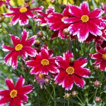 Coreopsis Madras Magic