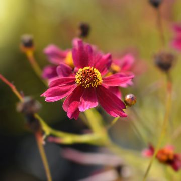 Coreopsis verticilliata Red Satin