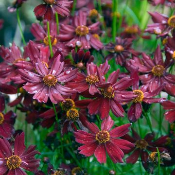 Coreopsis verticillata Ruby Red