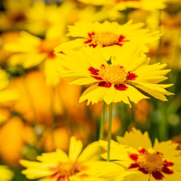 Coreopsis Tequila Sunrise