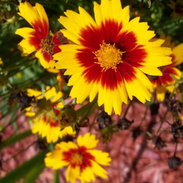 Coreopsis Uptick Gold and Bronze