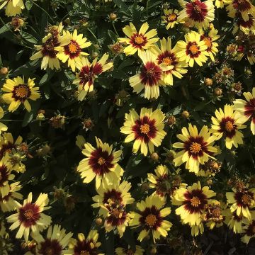 Coreopsis UpTick Yellow and Red