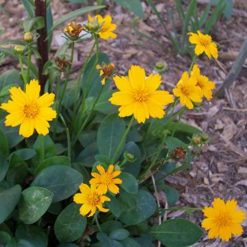 Coreopsis auriculata Elfin Gold