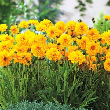 Coreopsis à grandes fleurs Badengold - Coreopsis grandiflora Badengold