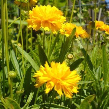 Coreopsis grandiflora Louis dOr