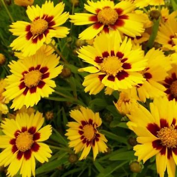 Oeil de jeune fille Baby Gold - Coreopsis lanceolata Baby Gold