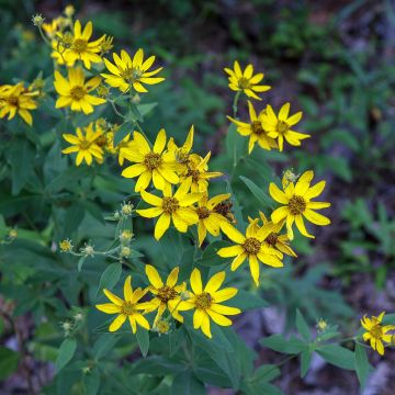 Coreopsis grandiflora - Tickseed