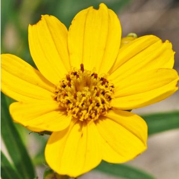 Coreopsis palmata