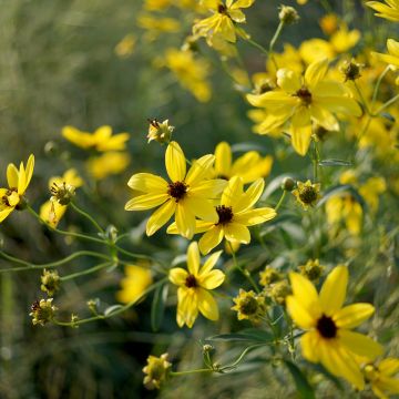 Coreopsis tripteris - Grand coréopsis