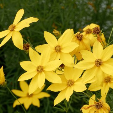 Coreopsis verticillata Sunbeam