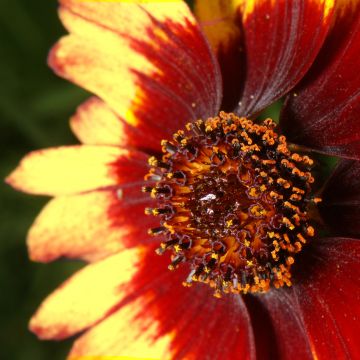 Coreopsis verticillata Route 66 - Tickseed