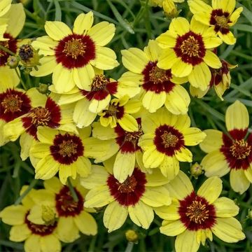 Coreopsis verticilla Sassy Saffron