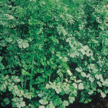 Coriander Eagle plants - Coriandrum sativum