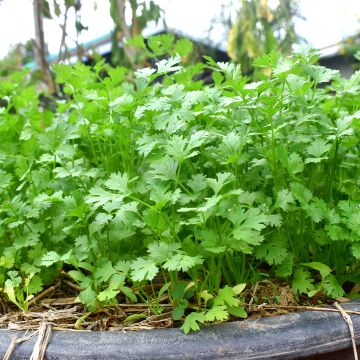 Cultivated coriander plants - Coriandrum sativum
