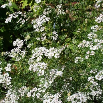 Cultivated coriander plants - Coriandrum sativum