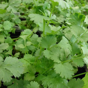 Organic Coriander plants - Coriandrum sativum