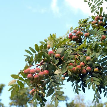 Sorbus domestica - Cormus