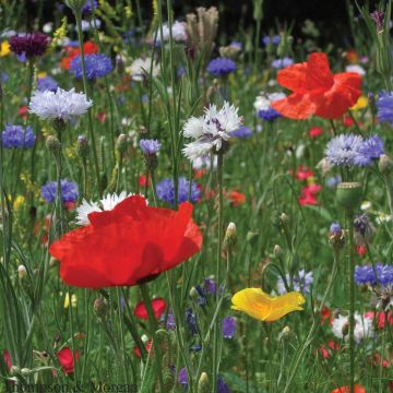 Meadow Field Flower Seed Mix