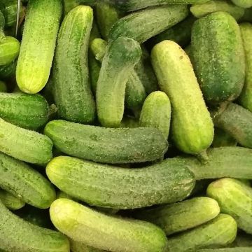 Cucumber Ceto - Cucumis sativus