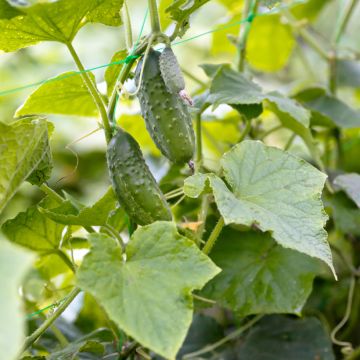 Gherkins Vert Petit de Paris organic seeds - Cornichon