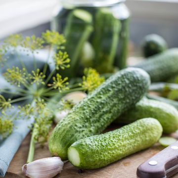 Cucumber Vert Petit de Paris - Cucumis sativus