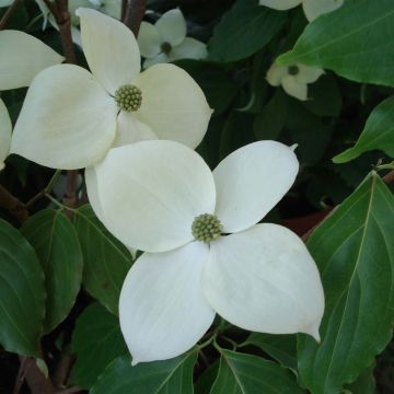 Cornus Eddie's White Wonder - Cornouiller hybride.