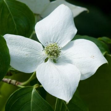 Cornus ou Cornouiller Kousa China Girl