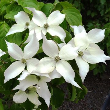 Cornus kousa Weisse Fontaine - Flowering Dogwood