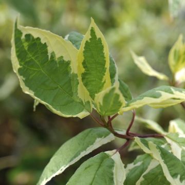 Cornus alba Cream Cracker