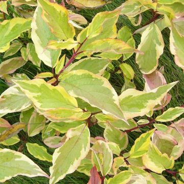 Cornus alba Gouchaultii - White Dogwood