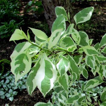 Cornus alba Ivory Halo - White Dogwood