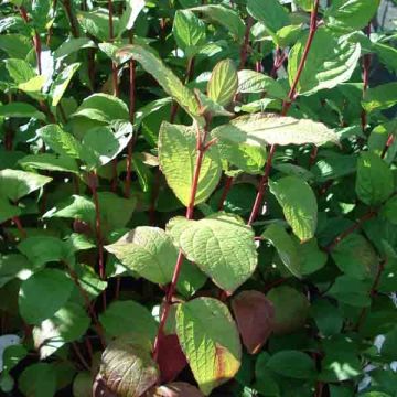 Cornus alba Kesselringii