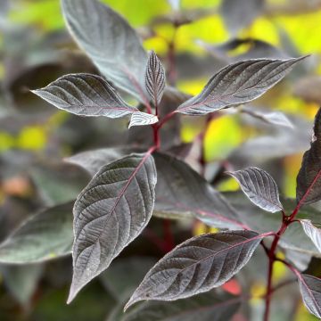 Cornus alba Nightfall - White Dogwood