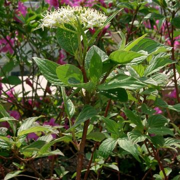 Cornus alba Sibirica - White Dogwood