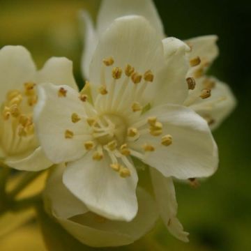 Cornus alba Aurea - White Dogwood