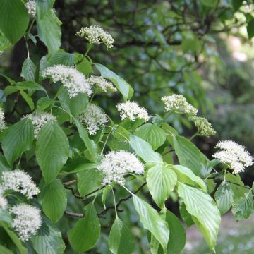 Cornus alternifolia - Pagoda Dogwood