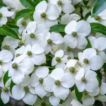 Cornus angustata Empress of China - Flowering Dogwood